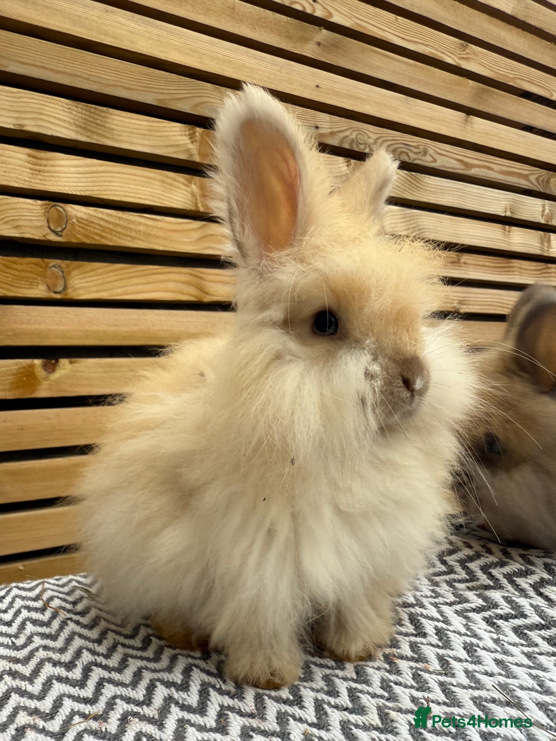 Angora rabbits for sale: Full Face English Angora’s  - Image 3