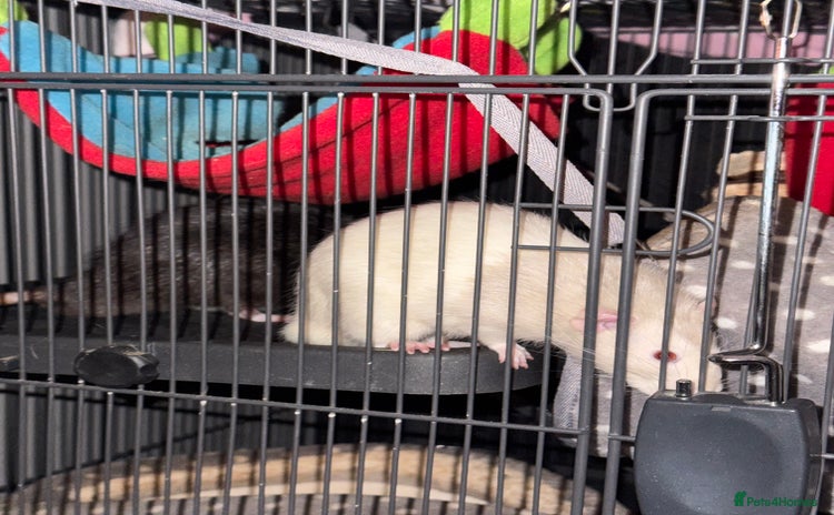 Rat rodents - Advert 14