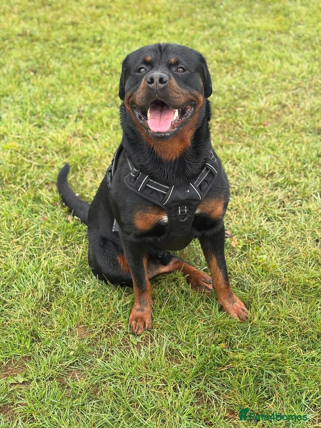 Rottweiler dogs for stud: Pure Pedigree Rottweiler Stud in Coventry - Advert 5