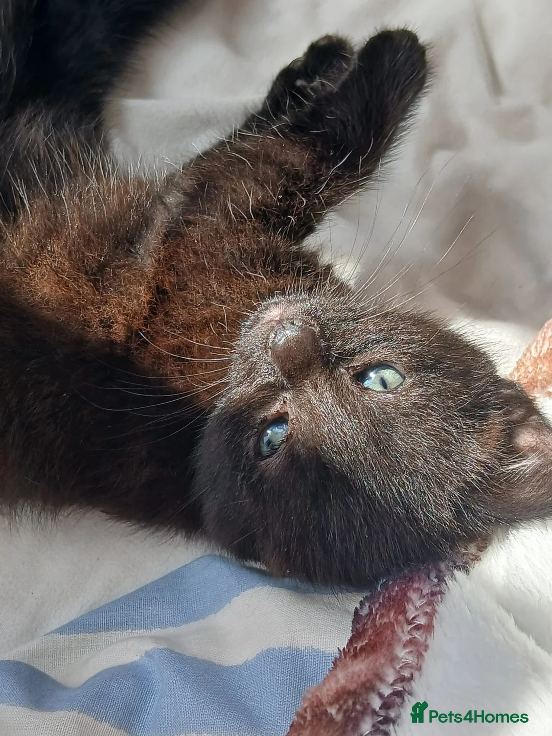 Mixed Breed cats for sale: Tuxedo Kittens - Advert 10