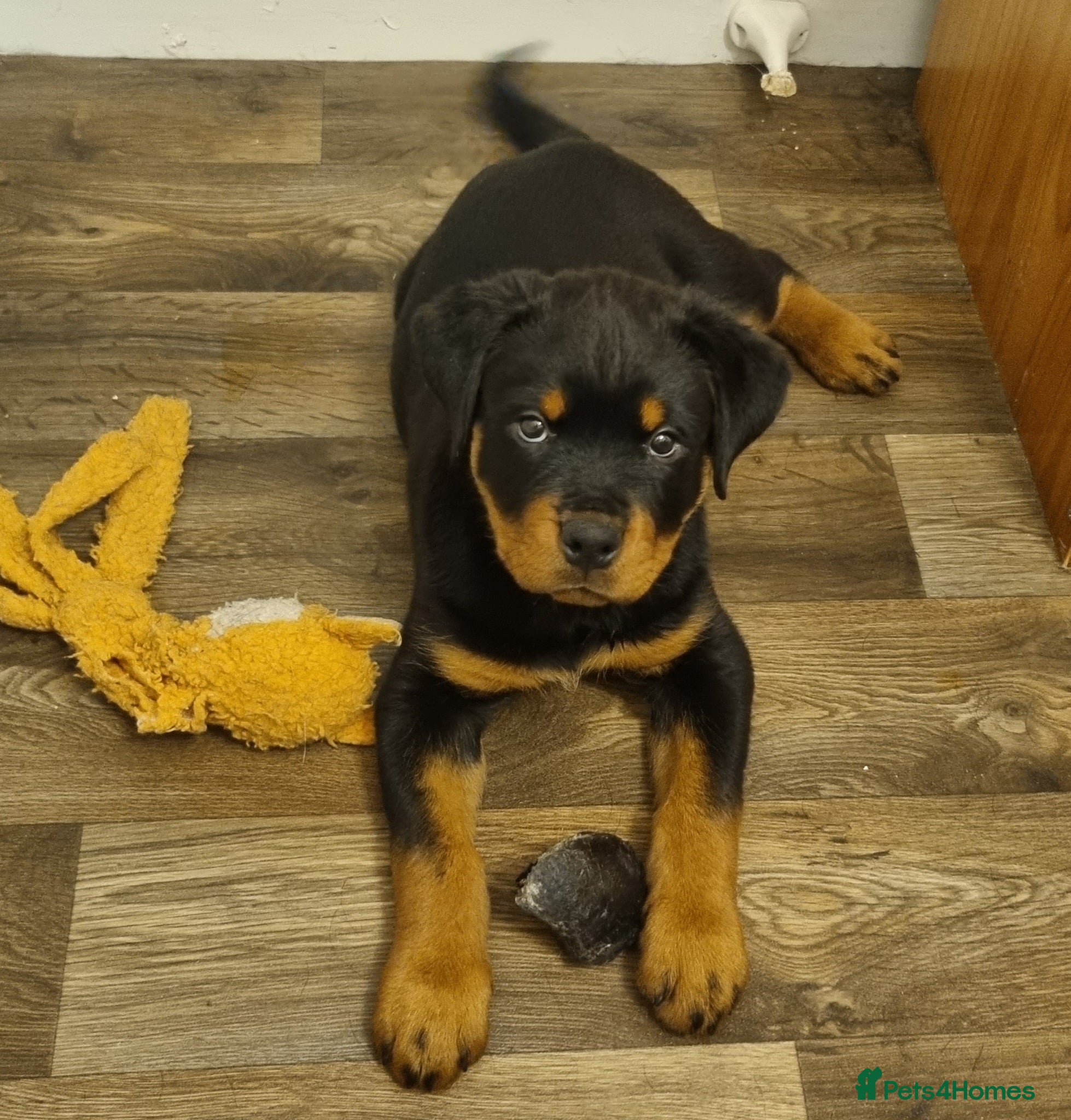 Rottweiler dogs Kc rottweiler male pup - Advert 3