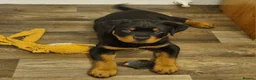 Rottweiler dogs for sale: Kc rottweiler male pup - Advert 1