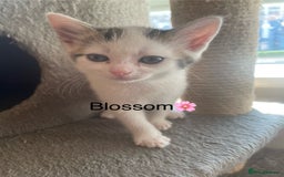 Mixed Breed cats for sale: Lots of cats/kittens up for adoption  - Image 5