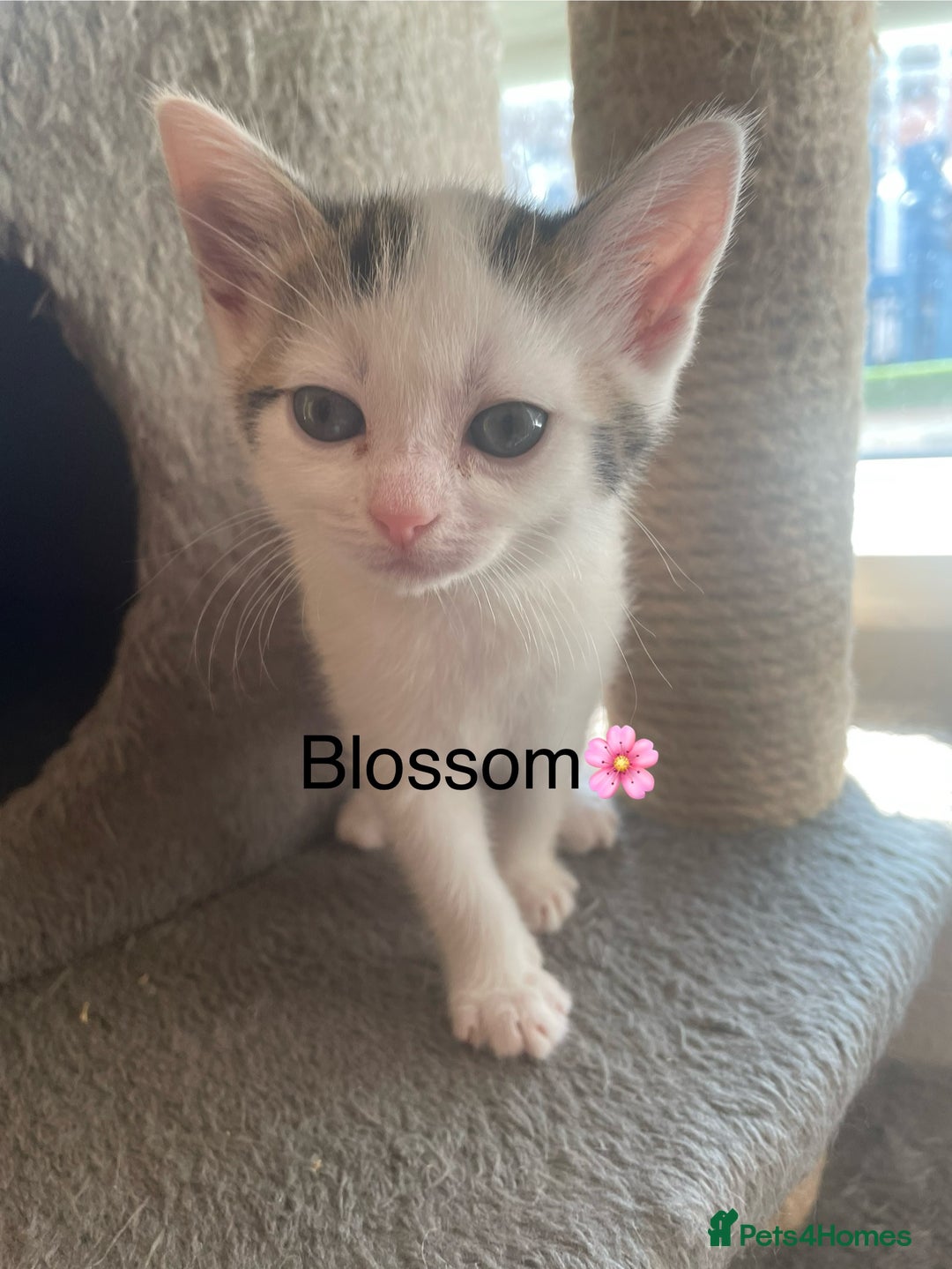 Mixed Breed cats for sale: Lots of cats/kittens up for adoption  - Image 5
