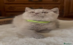 British Shorthair cats for sale: Two Beautiful BSH girls Champion line  - Image 4