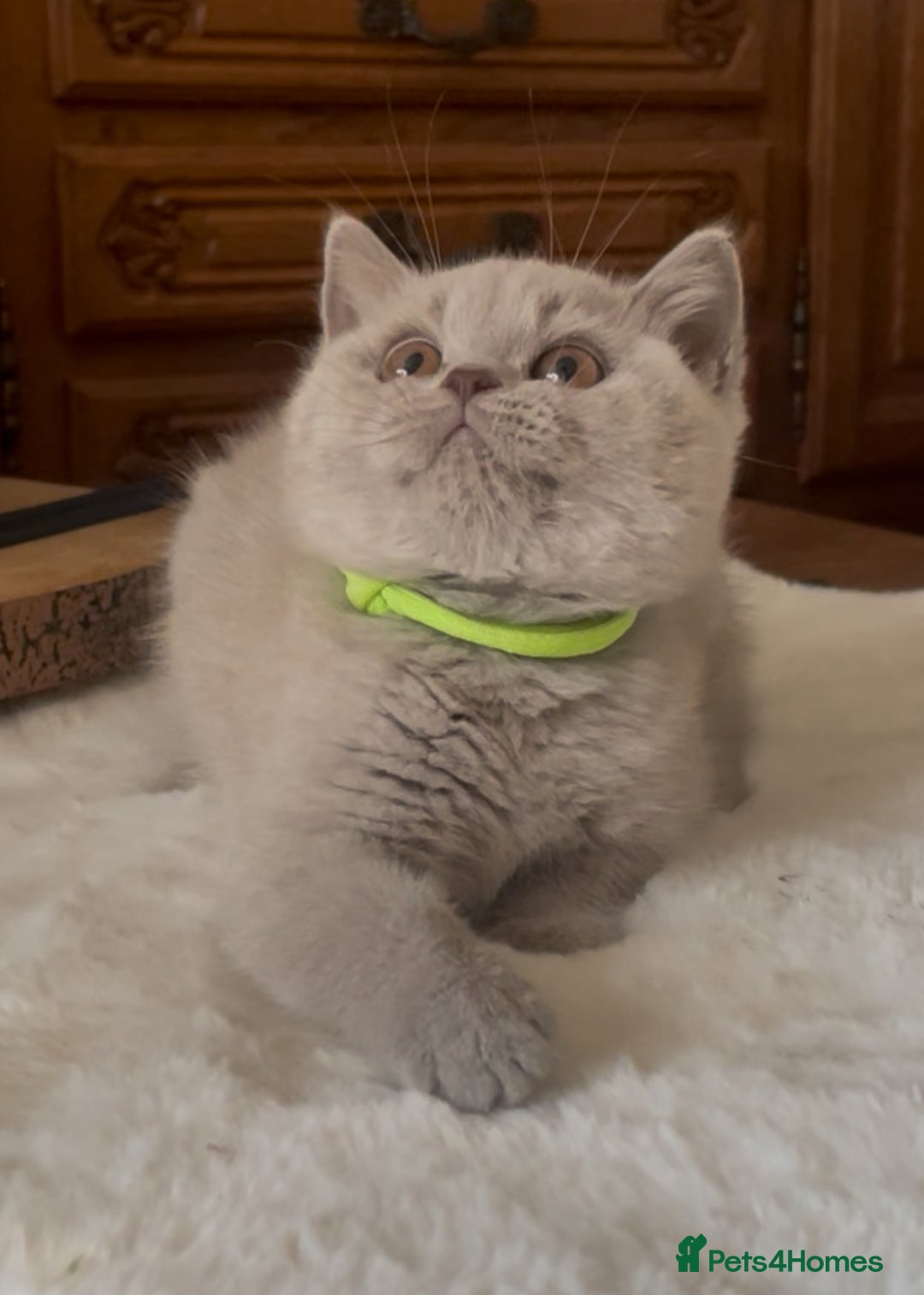 British Shorthair cats for sale: Two Beautiful BSH girls Champion line  - Image 4