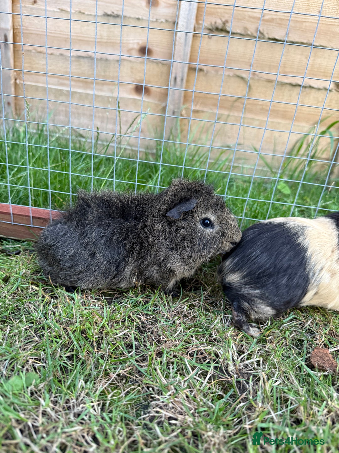 Guinea Pig rodents for sale: Baby Guinea Pigs! - Image 2