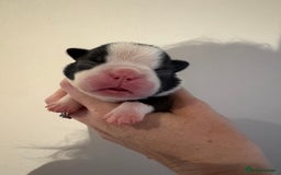 Boston Terrier dogs for sale: Stunning litter Kc reg Boston terriers  - Image 13
