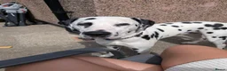 Dalmatian dogs for sale: Bertie  in Ilkeston - Advert 1