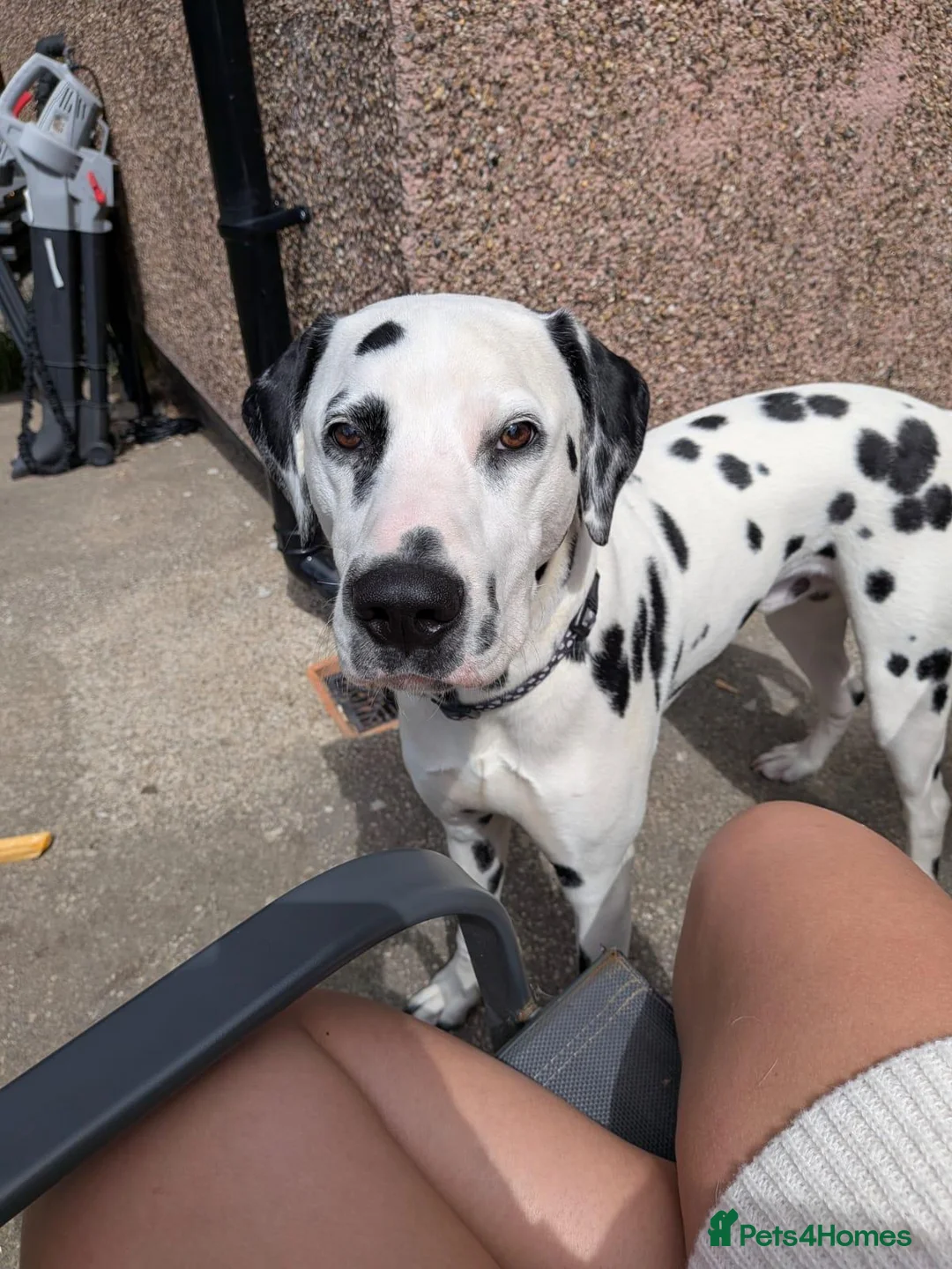 Dalmatian dogs for sale: Bertie  in Ilkeston - Advert 1