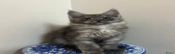 Maine Coon cats for sale: Licensed breeder-maine coon kittens - Advert 31