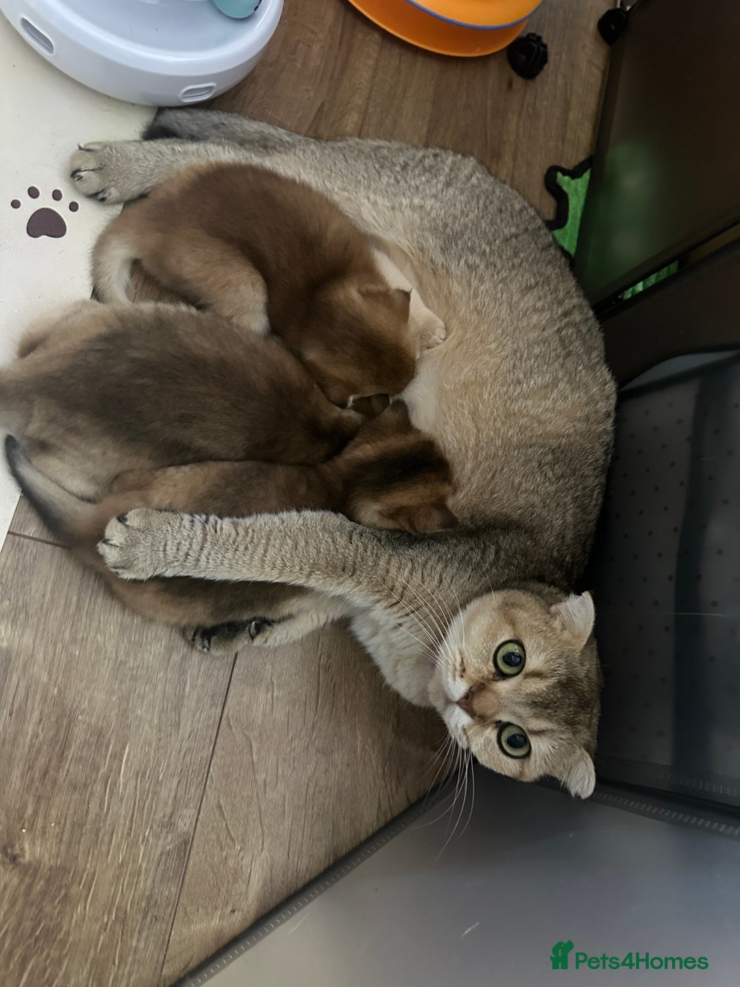 Scottish Fold cats for sale: Adorable Scottish Kittens – Raised with Love - Advert 12