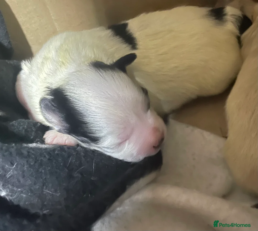 Morkie dogs for sale: Morkie puppies  - Advert 3