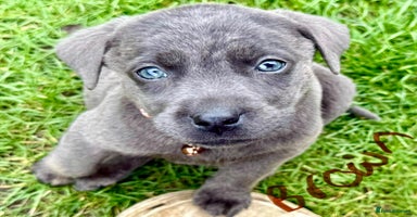 Labrador Retriever dogs - Advert 3
