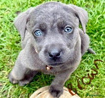 Labrador Retriever dogs - Advert 5