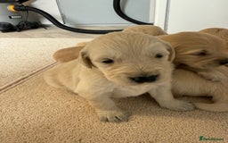 Golden Retriever dogs for sale: Stunning KC Registered Golden Retriever Puppies - Image 8