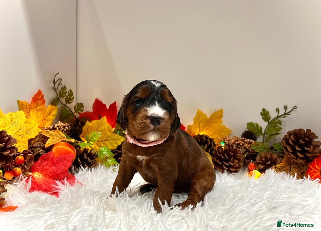 Cockapoo dogs for sale: 🌟Rare Reverse F1B Sable🌟DNA CLEAR Mini Cockapoos - Image 16