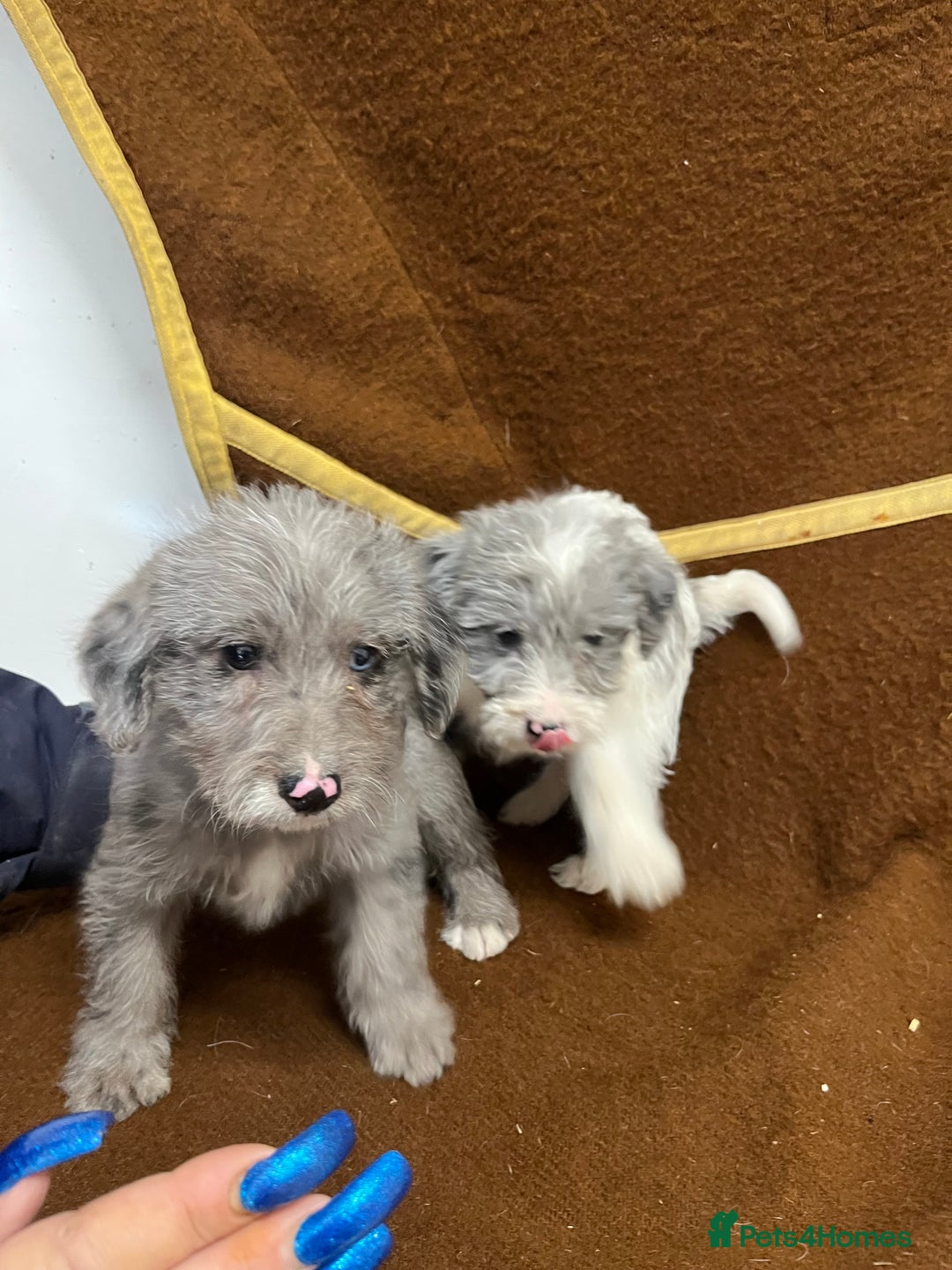 Jackapoo dogs for sale: Beautiful Jackapoo Puppies, READY NOW - Image 15