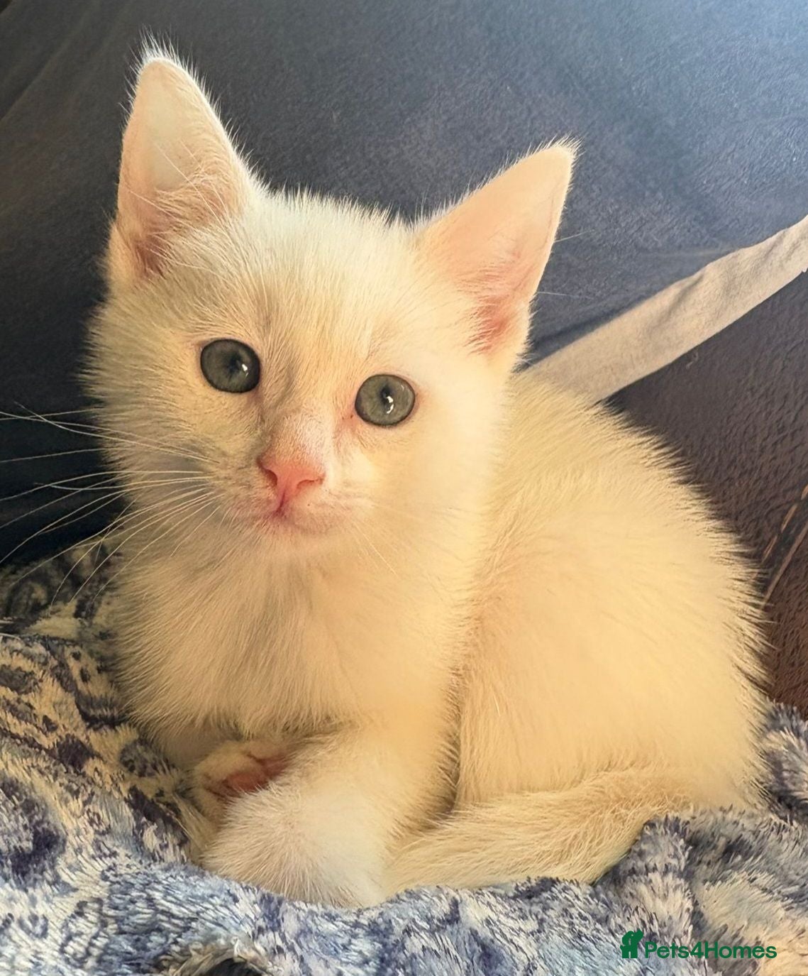 Mixed Breed cats Pretty kittens looking for loving homes  - Advert 10