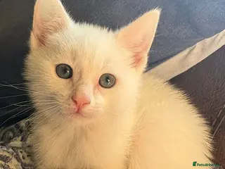 Mixed Breed cats Pretty kittens looking for loving homes - Advert 1