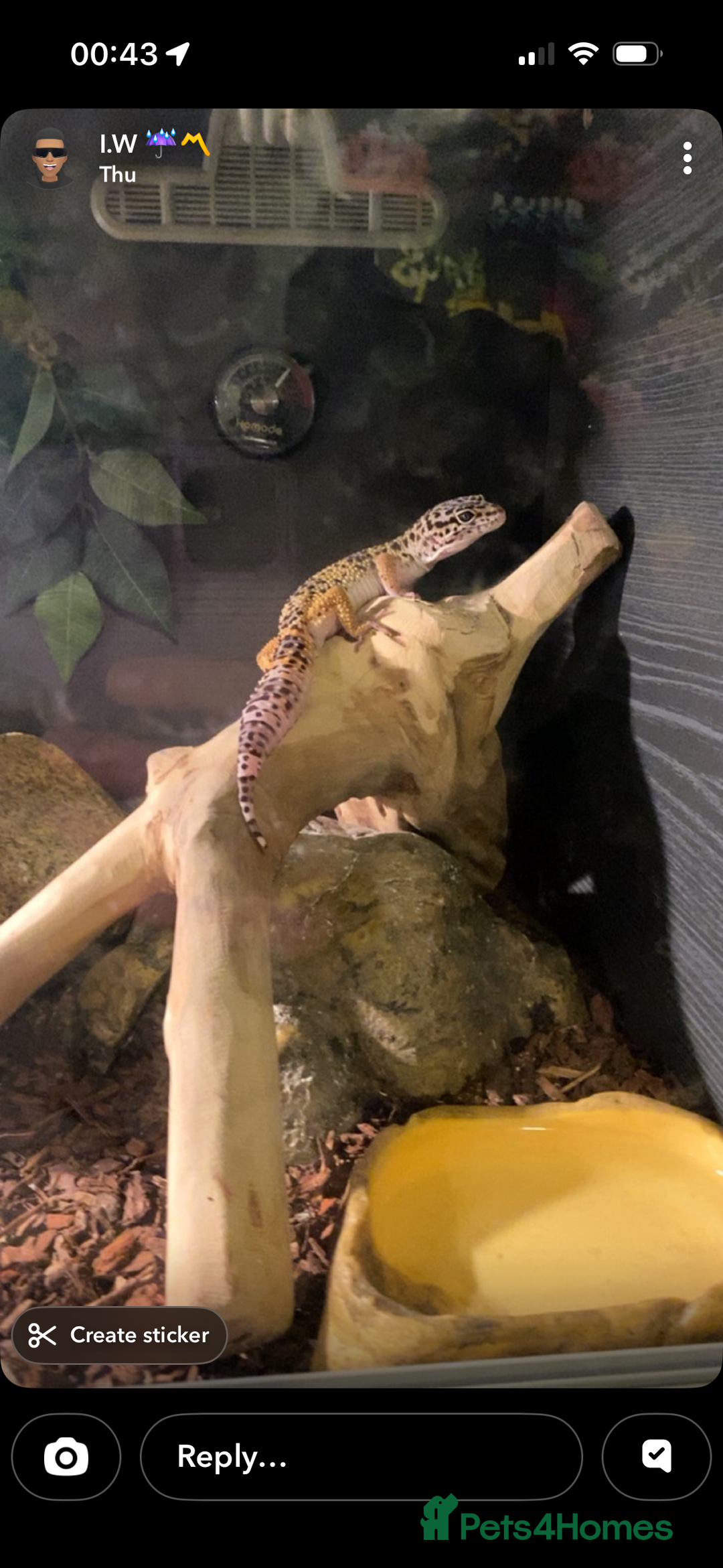 Leopard Gecko reptiles for sale: Leopard gecko  - Advert 1