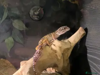 Leopard Gecko reptiles Leopard gecko - Advert 5