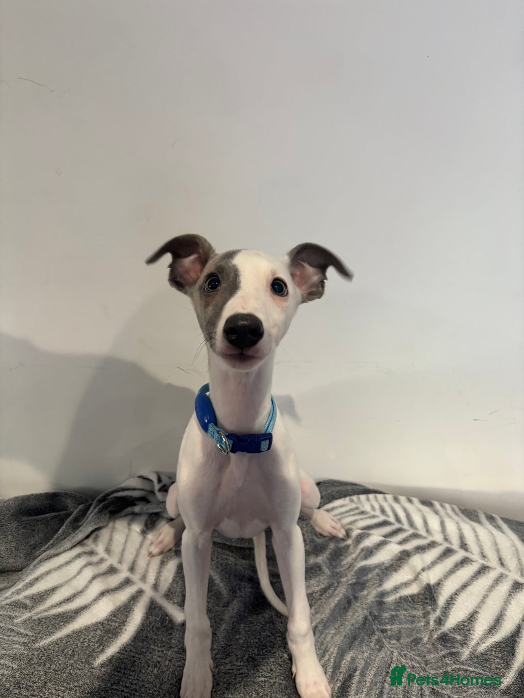 Whippet dogs for sale: whippet puupy - Advert 5