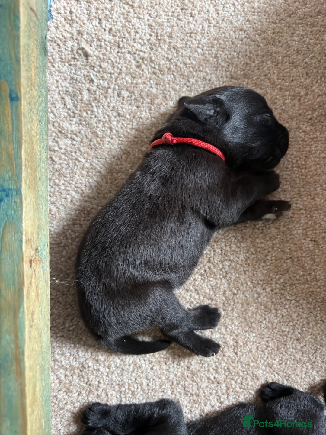 Labrador Retriever dogs for sale: KC Registered Black Working Labradors. - Advert 2