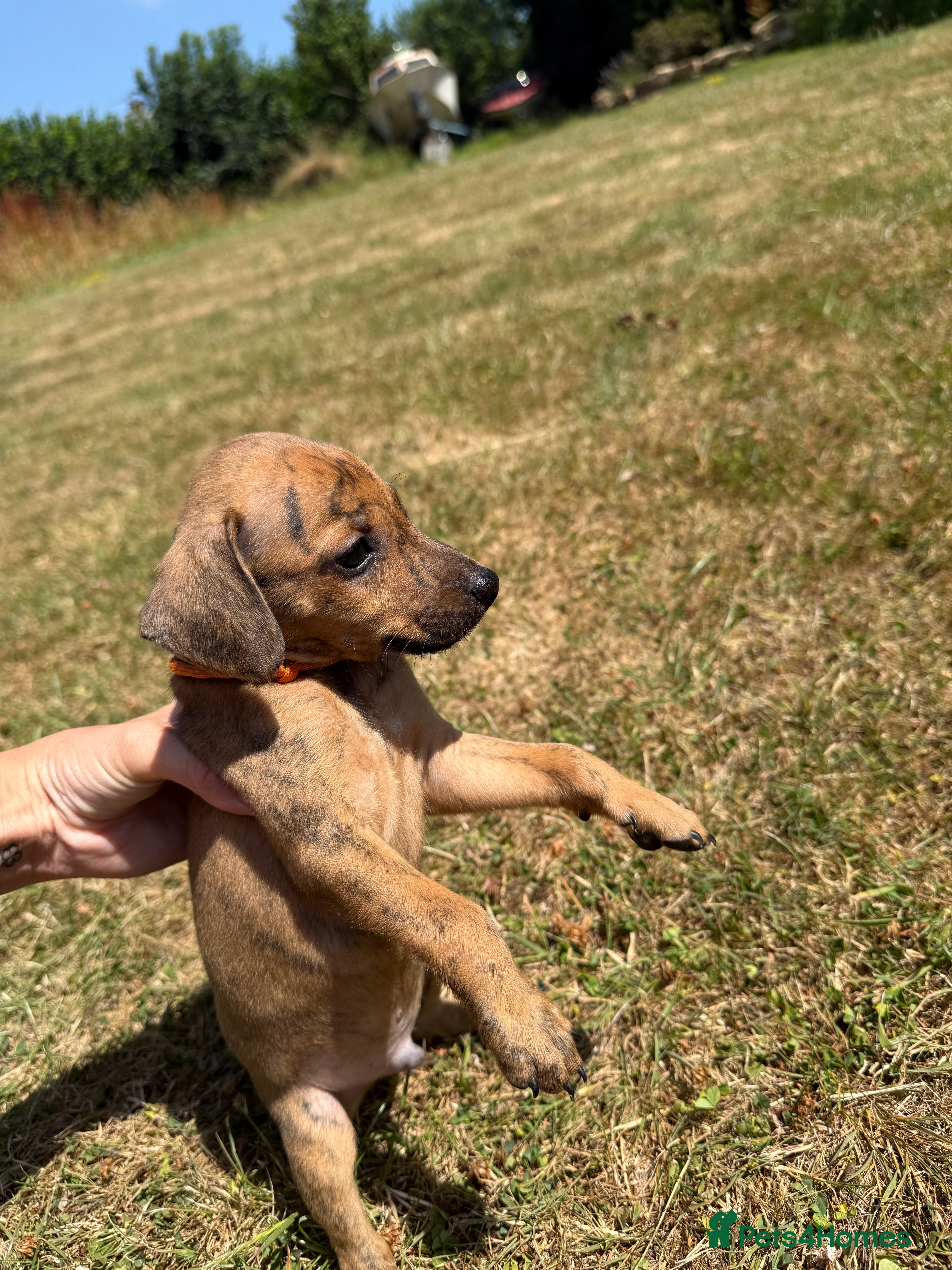 Mixed Breed dogs Miniature pincher X whipett ( Mini Whips)  - Advert 2