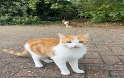 British Shorthair cats for sale: 2 beautiful one year old cats - Image 2