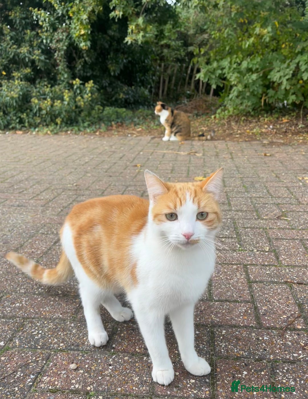 British Shorthair cats for sale: 2 beautiful one year old cats - Image 2