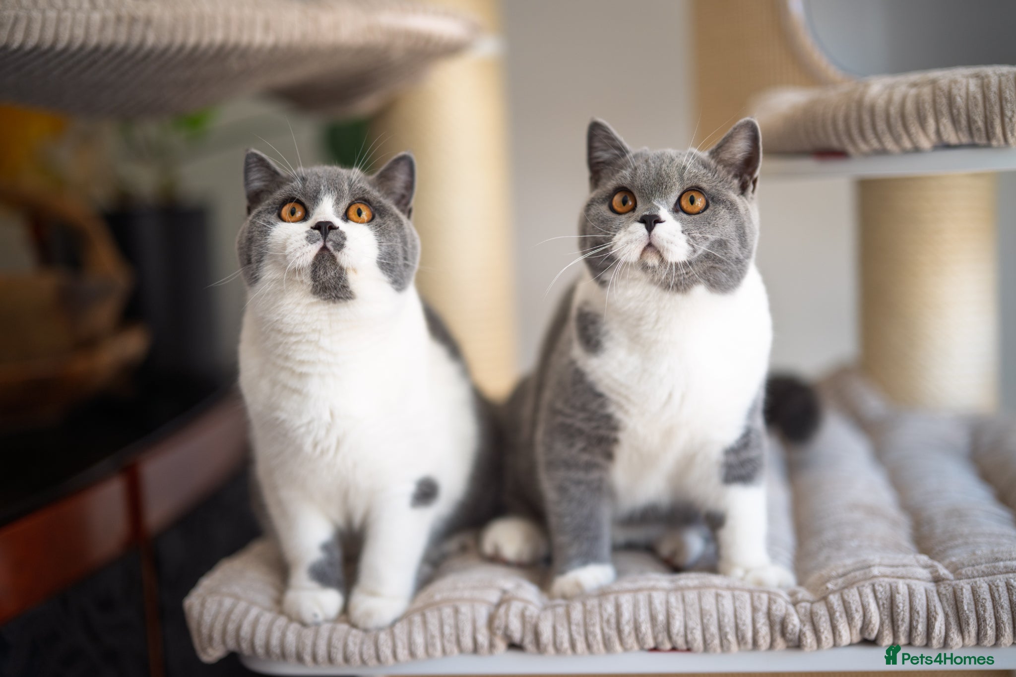 British Shorthair cats GCCF and TICA Registered -Show Quality BSH. - Advert 17