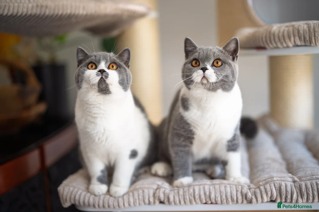 British Shorthair cats for sale: GCCF and TICA Registered -Show Quality BSH. - Advert 1
