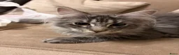Maine Coon cats for sale: Maine Coon - Advert 9