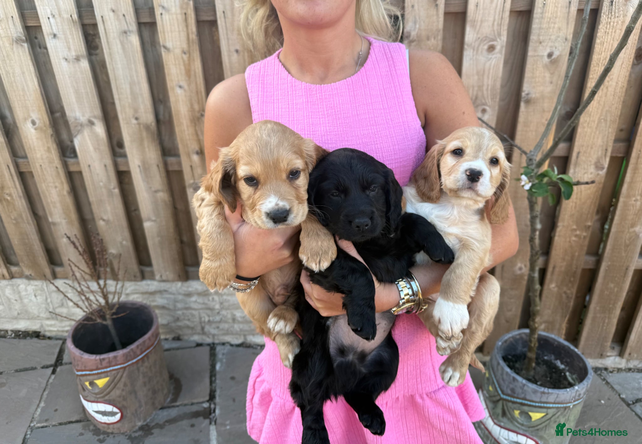 Cocker Spaniel dogs 3 remaining, Working cockers ready 7th may!  - Advert 6