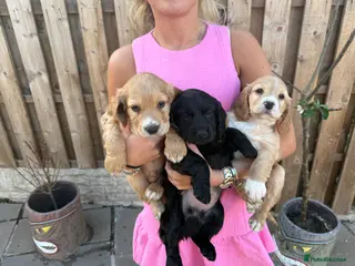 Cocker Spaniel dogs 3 remaining, Working cockers ready 7th may! - Advert 6