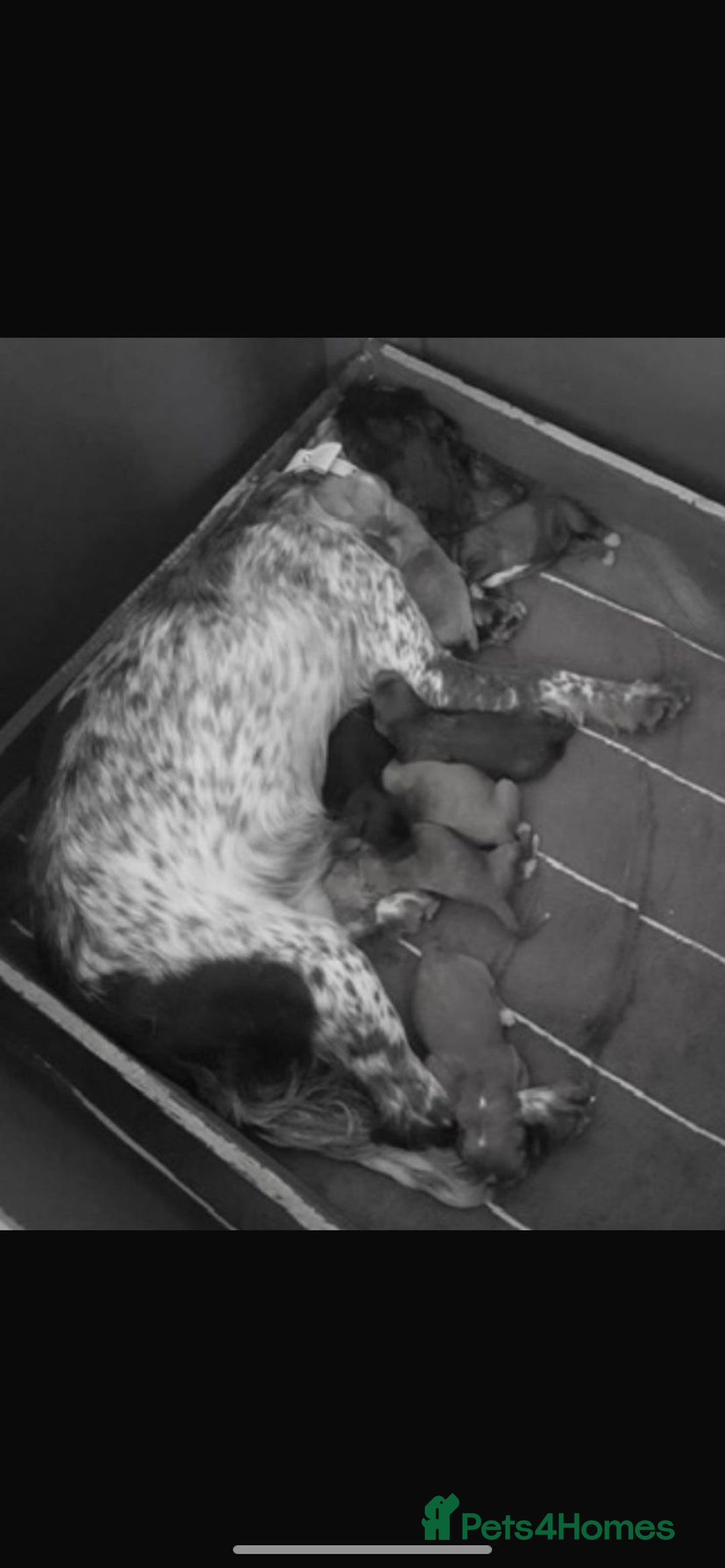 Cockerdor dogs for sale: Fox red Cockerdor pups - Advert 10