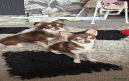 Mixed Breed dogs for sale: Lovely Little Dogs (Brothers) - Image 2