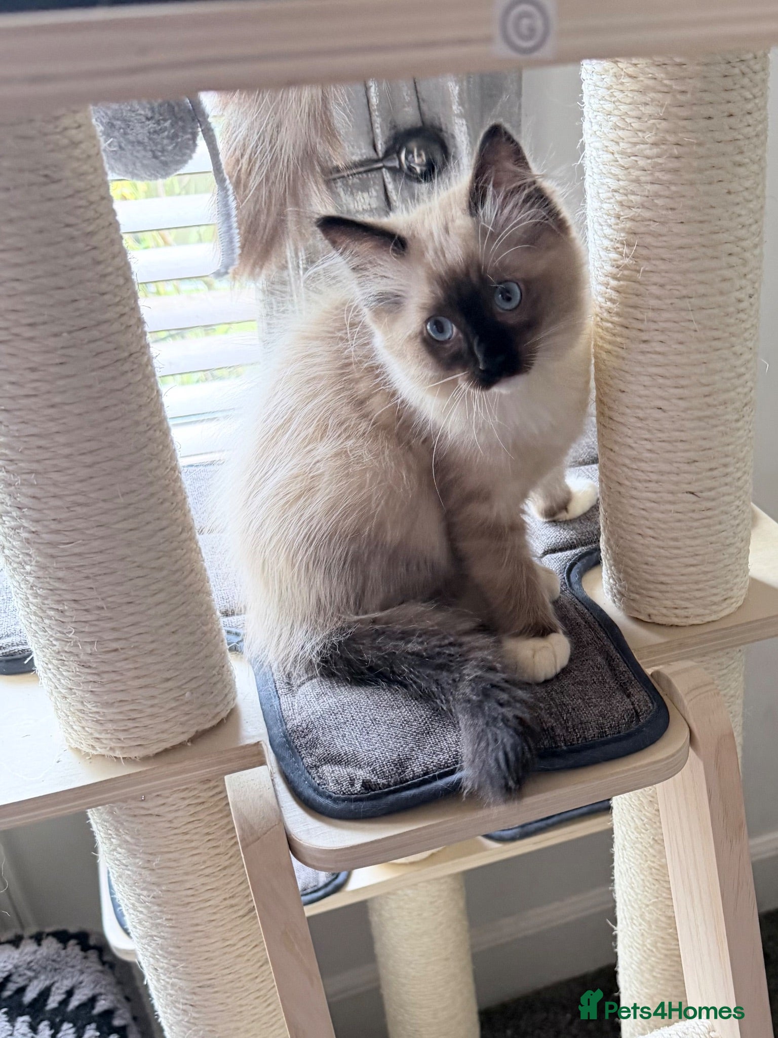Ragdoll cats 2 pure Ragdoll boys ready for forever  families  - Advert 1