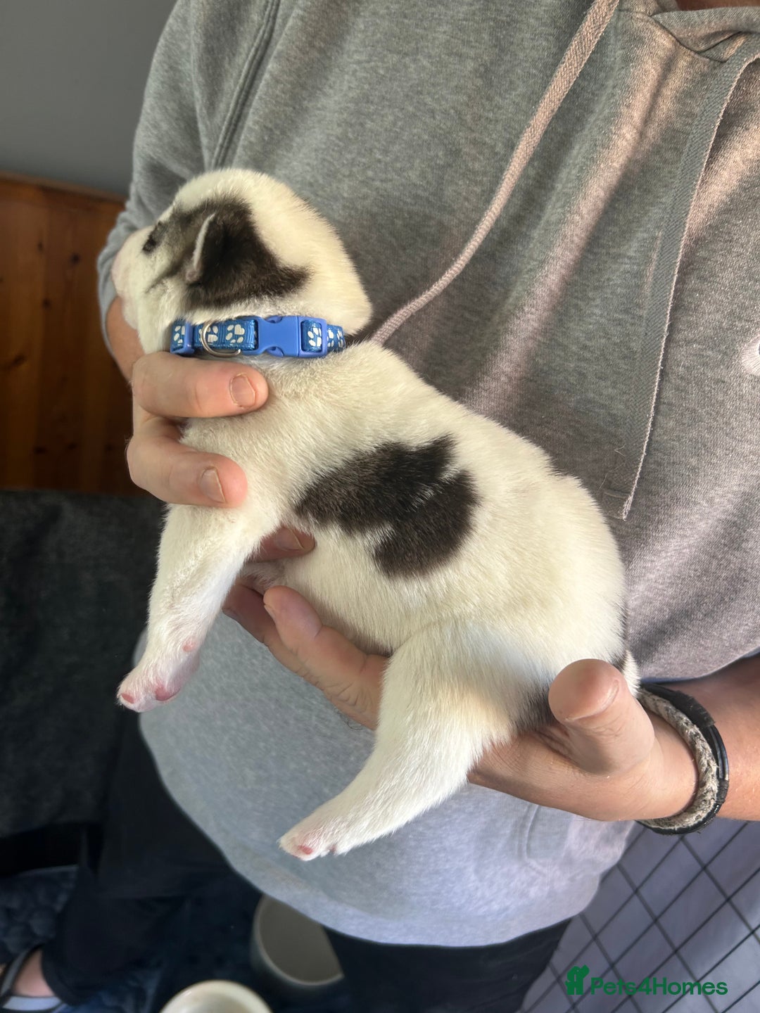 Siberian Husky dogs for sale: Rare piebald husky puppies have now arrived  - Image 20