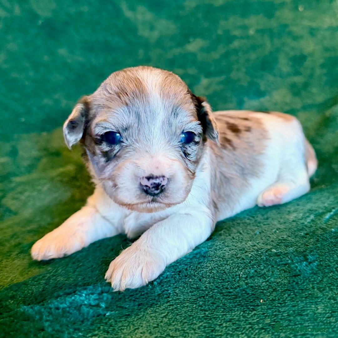 Mixed Breed dogs for sale: Merle Cockachon Teddy Bears - Advert 9