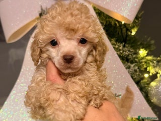 Miniature Poodle dogs Miniature Pedigree Poodles READY NOW - Advert 9