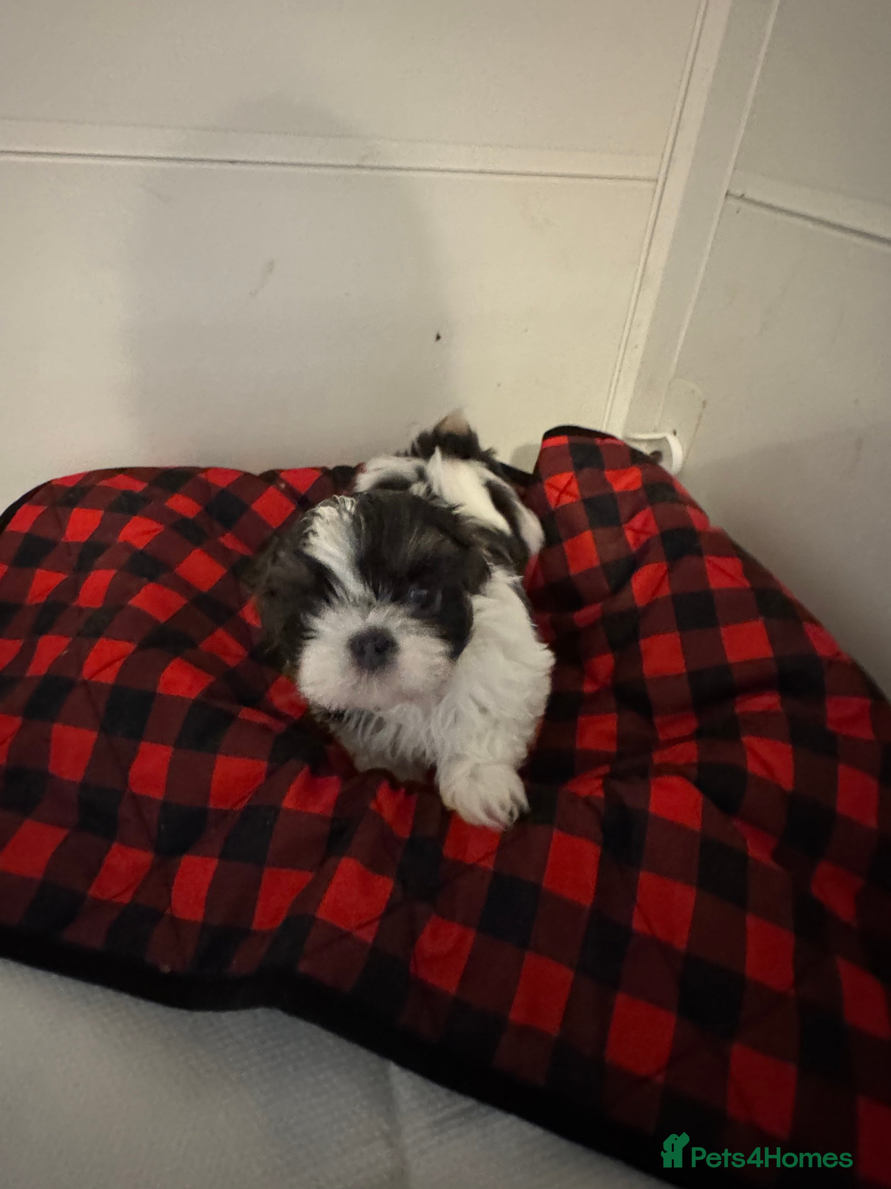 Shih Tzu dogs Imperial Shih-Tzu Puppies - Advert 16