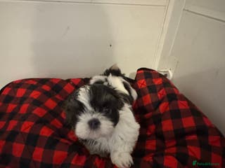 Shih Tzu dogs Imperial Shih-Tzu Puppies - Advert 16