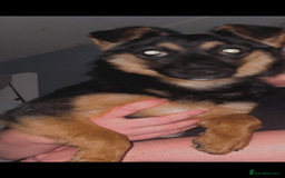 Jackapoo dogs for sale: F1 Jackapoo - Image 12