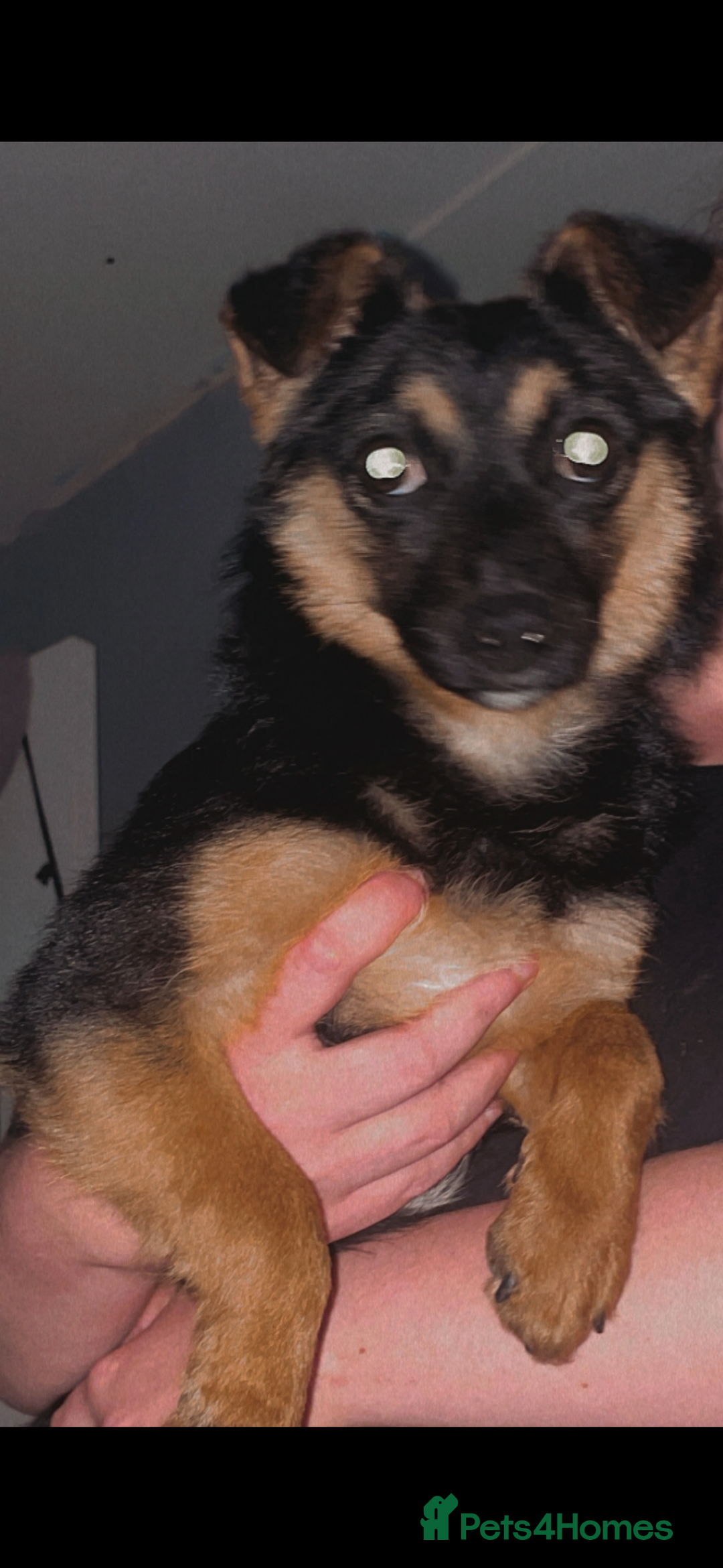 Jackapoo dogs for sale: F1 Jackapoo - Image 12