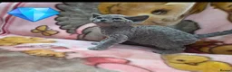 Devon Rex cats for sale: DEVOTED DEVONS  - Advert 16