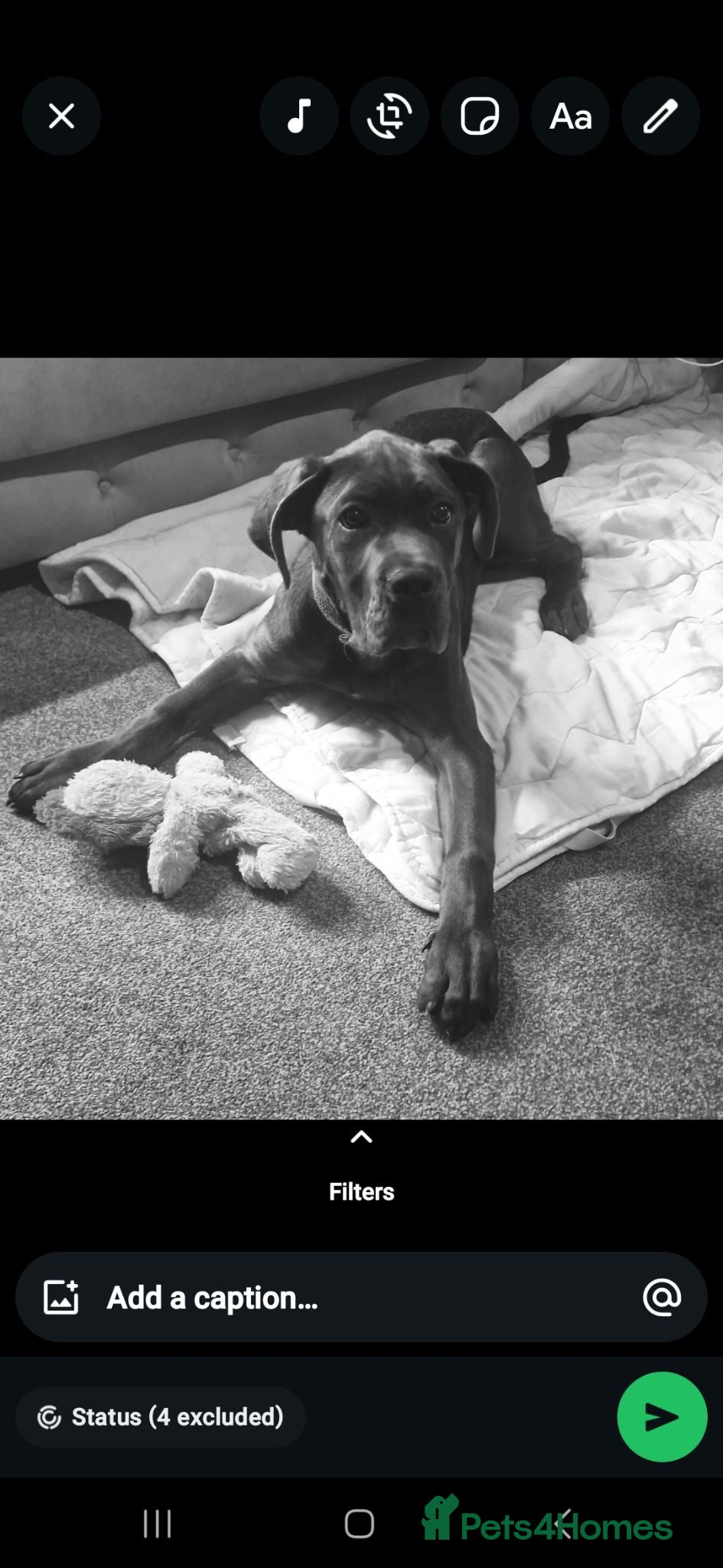Cane Corso dogs Cane corso puppy. - Advert 16