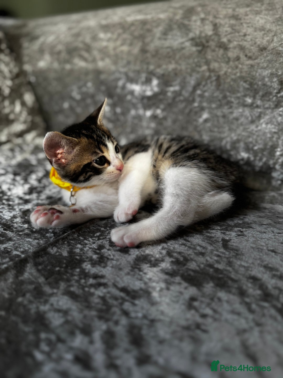 British Shorthair cats for sale: ✨🍑 PEACH & PISTACHIO 💚✨ - Image 17