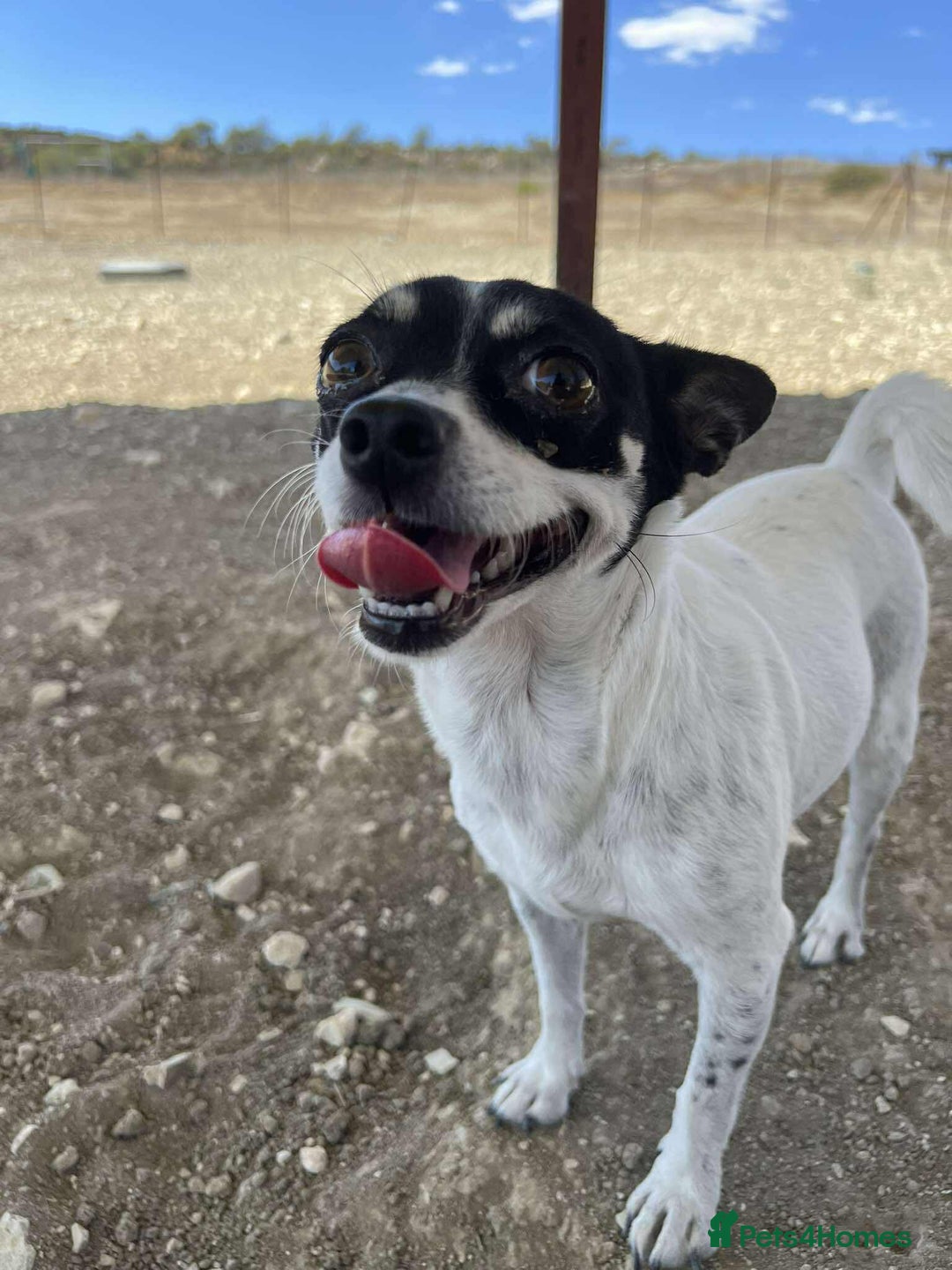 Chihuahua dogs for adoption: Tilda the tiny heart thief with big personality - Advert 5